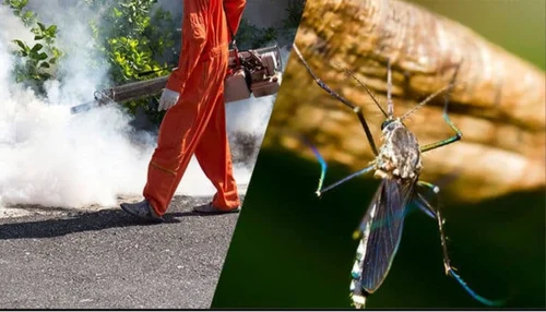 Mosquito control work