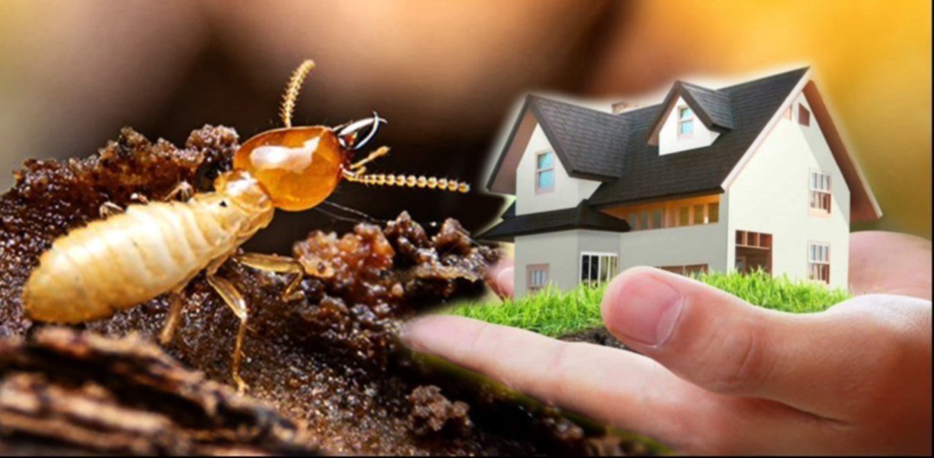 Pest control treatment